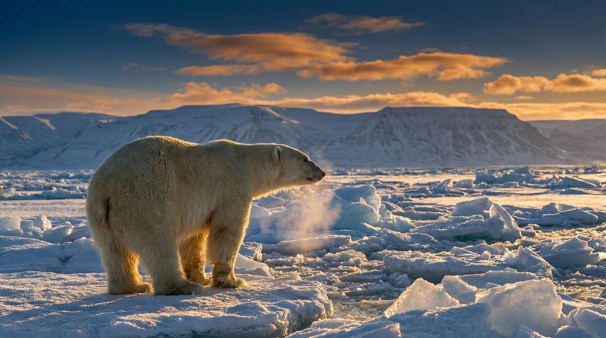 每日大赛今日推荐北极熊视频