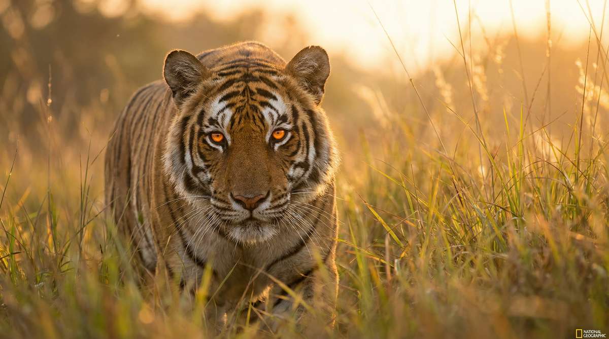 每日大赛今日推荐老虎视频